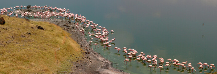 Rosa Flamingos (Phoenicopterus roseus) am Momella See im Arusha Nationalpark Tansania, Afrika, Panorama - obrazy, fototapety, plakaty