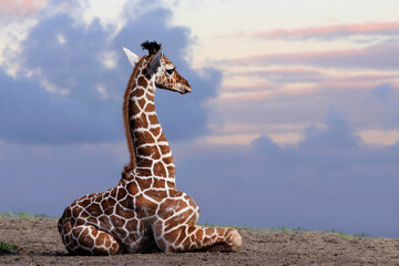 Giraffen (Giraffa) Jungtier ruht in der Steppe  - obrazy, fototapety, plakaty