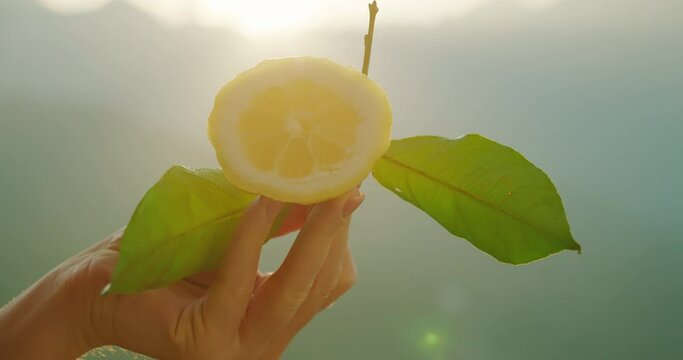 A hand holds a half of fresh picked lemon with leaves in the sunlight with a soft-focused natural backdrop.