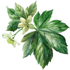 Podophyllum, Podophyllum peltatum, Watercolor illustration