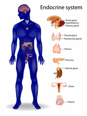 Endocrine system.  Parathyroids, Thyroid, Pituitary, Pineal, Adrenal gland, Hypothalamus, Testicle, Ovary, Pancreas, Thymus.