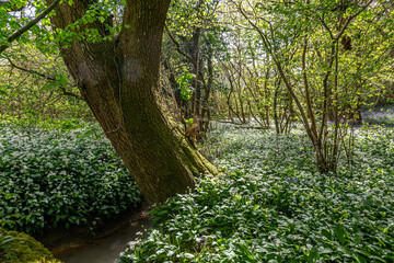 A carpet of wild garlic blooming in woodland in Sussex