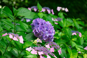 紫陽花
