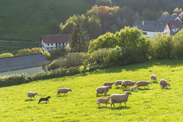 Sheep grazing next to the town. Navarrese Pyrenees