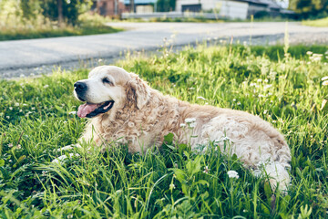 Beautiful happy dog is lying on the green grass next to the road. Breed is golden retriever. Dog is happily lying, smiling with his tongue hanging out. Background, backdrop with copy space.