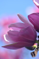 pink magnolia 8