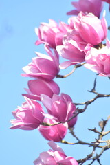 pink magnolia 7
