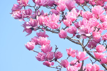 pink magnolia 2