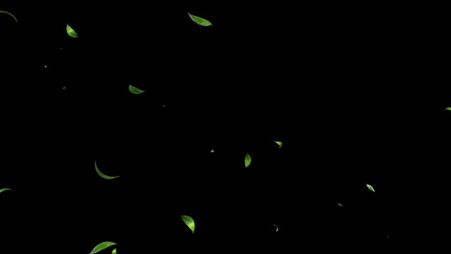 Green Leaves flying with Alpha Channel, Autumn spring season leaves fall motion graphic background