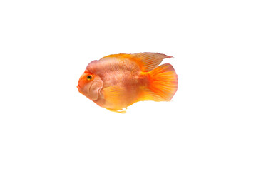 Close-up view of red parrot cichlid fish isolated on transparent background png file.