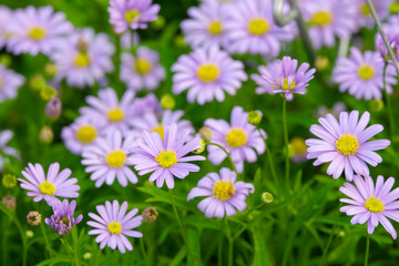 A field of purple flowers with yellow centers. The flowers are in full bloom and are scattered throughout the field. Scene is peaceful and serene, as the flowers are a beautiful and calming sight