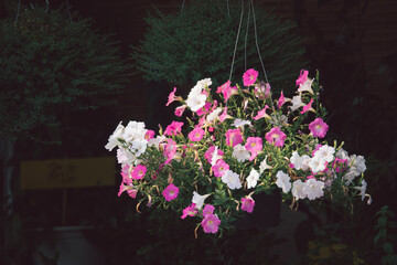 A hanging flower arrangement with pink and white flowers. The flowers are in a hanging basket and...