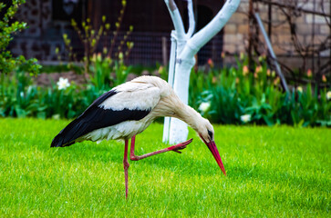 A white stork also known as Ciconia ciconia, walks on the green grass, scratching its beak with one...