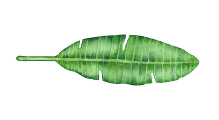 Watercolor banana palm leaf isolated on a white background.