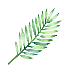Watercolor coconut palm leaf isolated on a white background.
