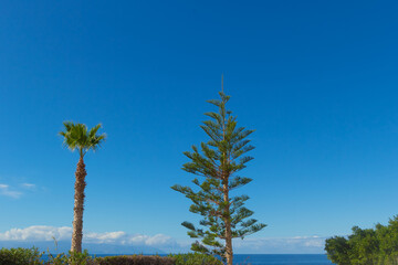 Palm and fir on the sea coast. Crowns and green leaves of two trees and blue sky. Summer vacations and traveling. Tropical paradise with ocean view in Tenerife island. Canary islands, Spain - obrazy, fototapety, plakaty