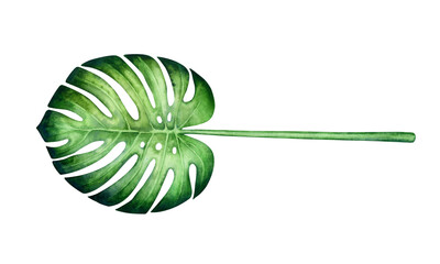 Watercolor monstera leaf isolated on a white background.