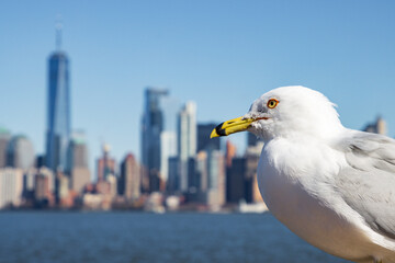 Lower Manhattan skyline in New York City (USA)