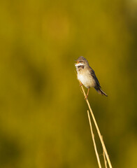 Common whitethroat or greater whitethroat (Curruca communis) singing on top of the reeds in summer.	
