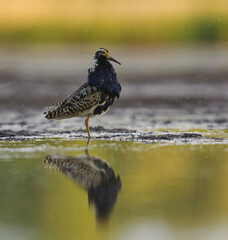 Ruff (Calidris pugnax) male standing in the wetlands in summer.