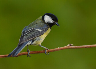 Great tit (Parus major) sitting on a branch in the garden in summer.
 - obrazy, fototapety, plakaty