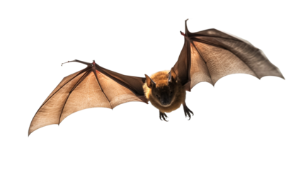 vAnimal little brown bat flying isolated on transparent background.

