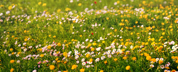 Summer floral nature background panorama with blooming yellow and white miarguerites in the grass on a bright sunny day.