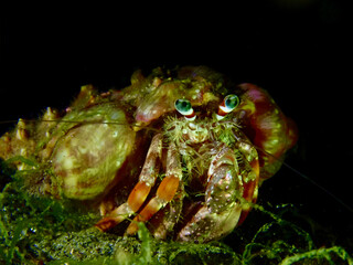 Hermit crab on a black background. Hermit crab on a sandy bottom at night underwater.