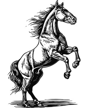 recommend clip art: horse standing rearing up engraving black and white outline