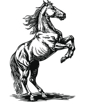 recommend clip art: horse standing rearing up engraving black and white outline