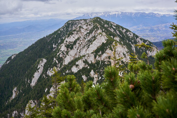 Mountains and pine forests