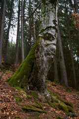 Old beech tree covered in moss