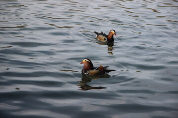 Mandarin ducks in a natural lake on a sunny day