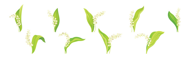 Lily of the Valley Flower on Green Stem with Leaf Vector Set