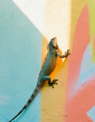 An iguana climbing a graffiti-covered wall in an urban setting, contrasting its natural elements with the man-made environment - obrazy, fototapety, plakaty