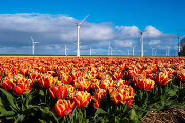A vibrant field bursting with red and yellow tulips stretches towards distant windmills, their blades turning in the spring breeze