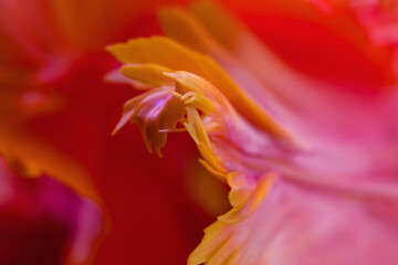 Abstract macro photo of a tulip flower with shallow depth of field. Natural background. Abstract floral background.
