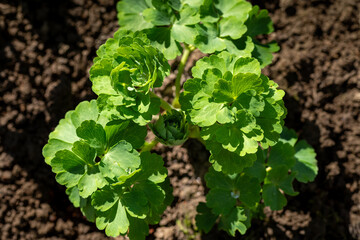 Aquilegia Columbine plant seedling close up.