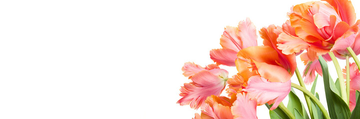 Spring bouquet of Amazing parrot tulips isolated over white background. Floral banner. Beautiful tulips design template.