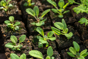 Salvia seedlings in soil blocks. Soil blocking is a seed starting technique that relies on planting seeds in cubes of soil rather than plastic cell trays or pots.