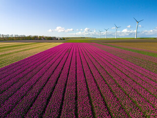 A vibrant field of flowers dances gracefully in the breeze beneath a backdrop of majestic wind turbines in the Netherlands in Spring