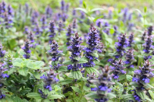 Blooming wild ajuga (Ajuga reptans).