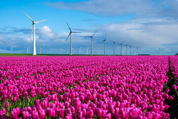 A vibrant field of pink tulips sways gracefully in the wind, with traditional Dutch windmills standing tall in the background, creating a picturesque scene of Spring