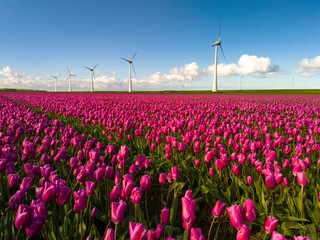 A vibrant field of pink tulips sways gracefully in the breeze, framed by majestic windmills...