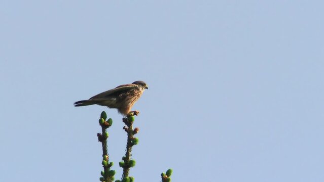 kestrel sitting on a tree and eats a cockchafer 