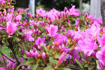 Pink azalea blooming