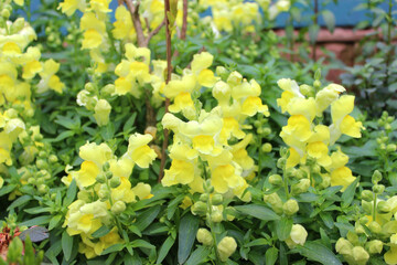 Yellow flowers of snapdragon (lat. Antirrhínum)