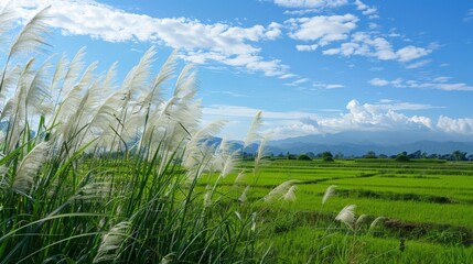 Tall grass field with distant mountains