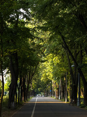 Summer in Bucharest. Vertical photo of a pedestrian boulevard with bike path during a beautiful...