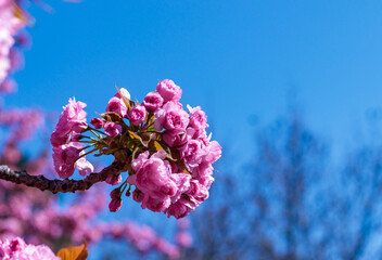 Japanese sakura inflorescence against a background of blue sky in the garden, Ukraine